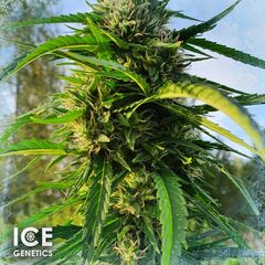 Gorilla Cookies, Фасовка: 5